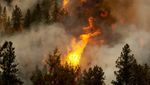 В Україні оголосили найвищий рівень пожежної небезпеки: що заборонено