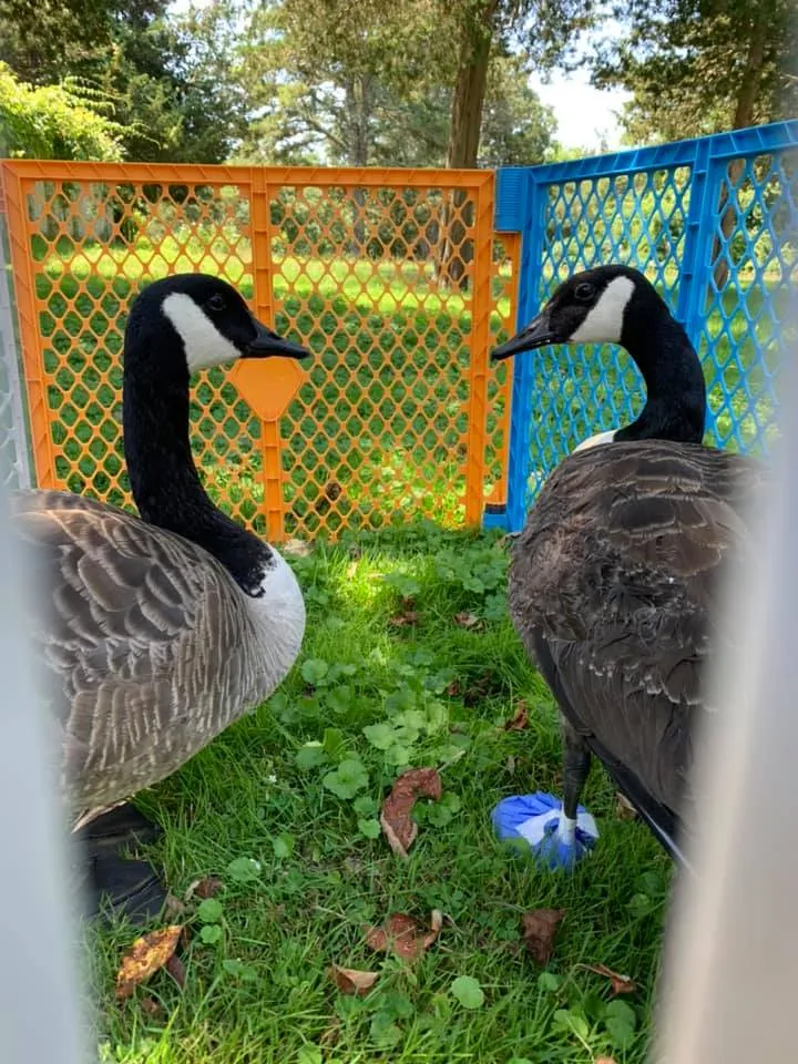 Тепер гуси проводять час разом Тепер гуси проводять час разом