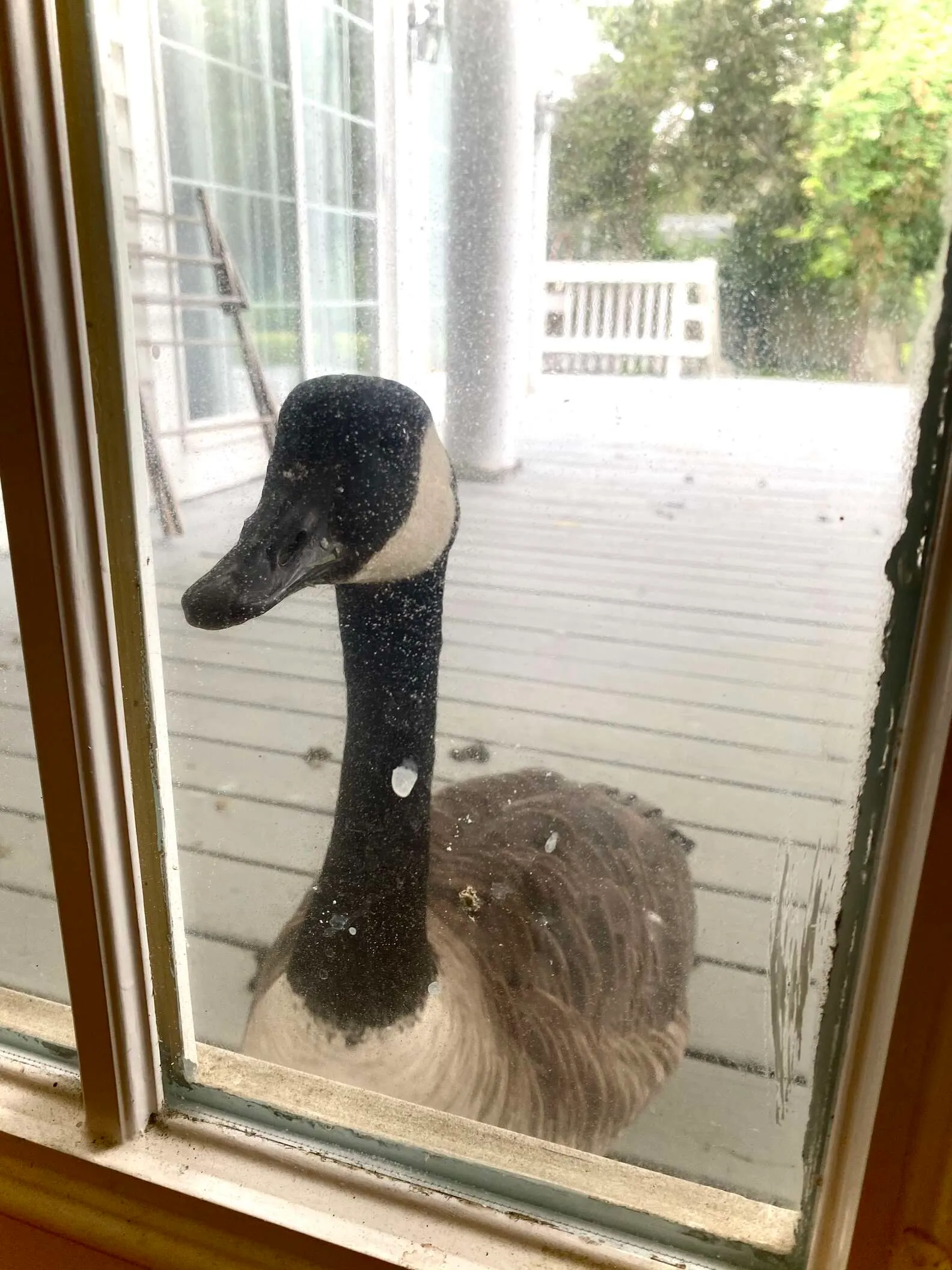 Гусочка вистежила, кули віднесли Арнольда Гусочка вистежила, кули віднесли Арнольда