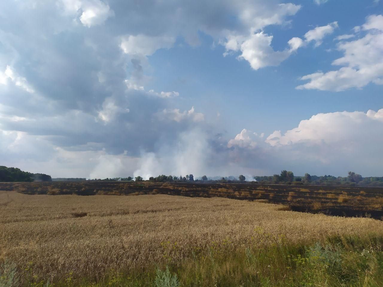 У Чернігівській області спалахнула пожежа на пшеничному полі