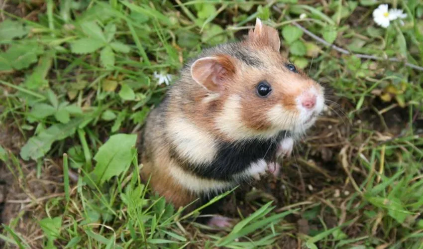 Європейський хом'як Європейський хом'як