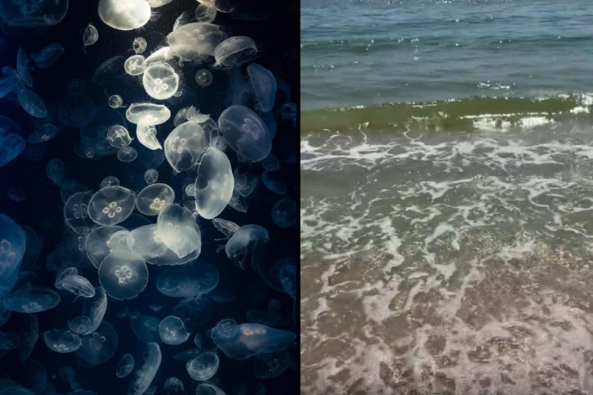 У курортній Кирилівці потрохи зникають медузи