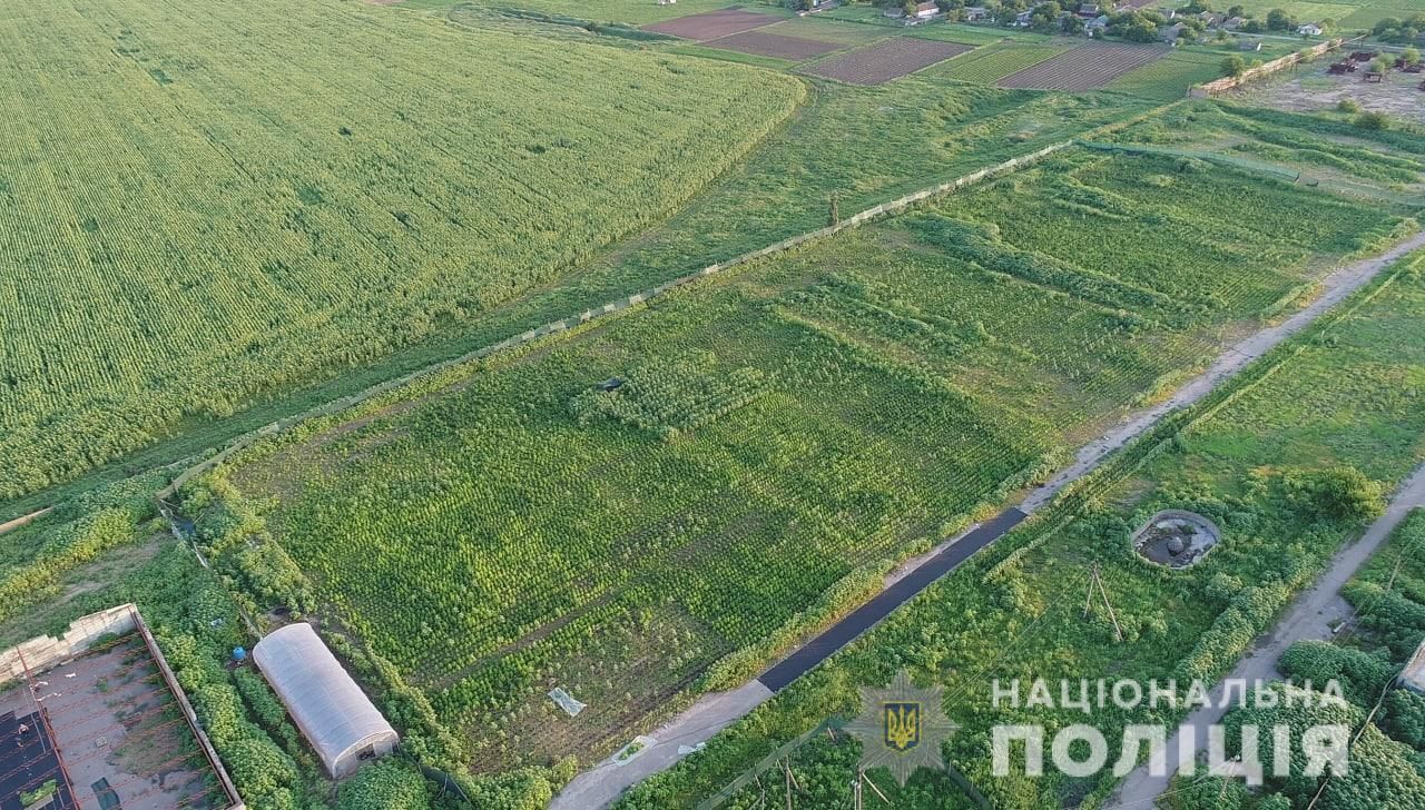 На Херсонщині виявили плантацію коноплі на сотні мільйонів гривень