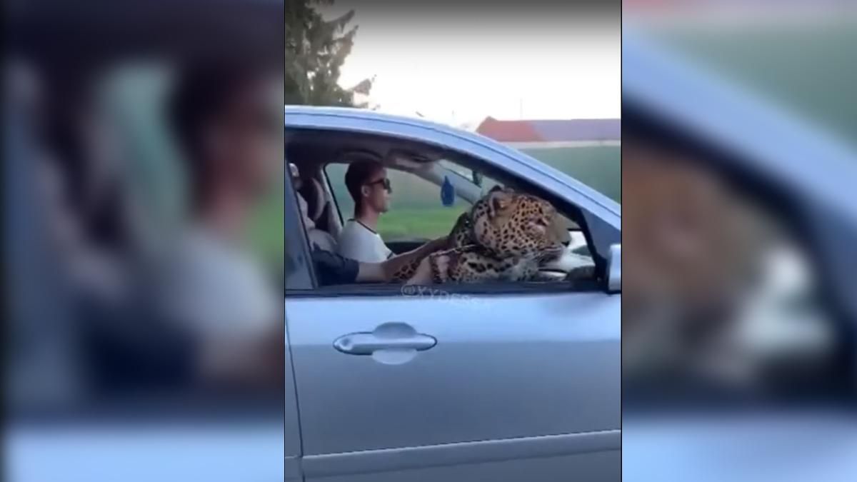 В Одессе леопарда возили по городу в автомобиле: видео