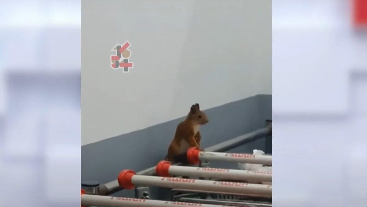 Білка вдерлася до харківського супермаркету: відео Білка вдерлася до харківського супермаркету: відео