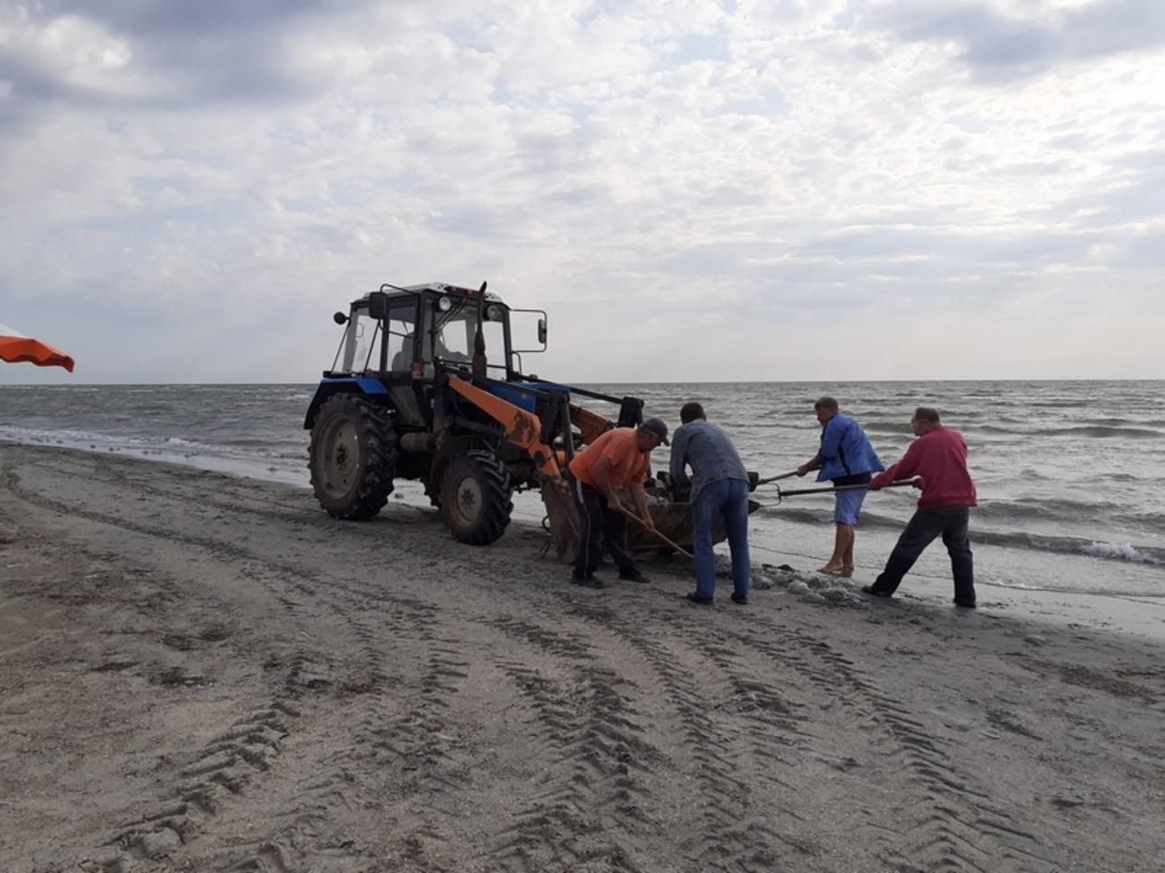 На Арабатці мертвих медуз збирали лопатами і вантажили на трактор: у людей здали нерви - Україна новини - 24 Канал На Арабатці мертвих медуз збирали лопатами і вантажили на трактор: у людей здали нерви - Україна новини - 24 Канал