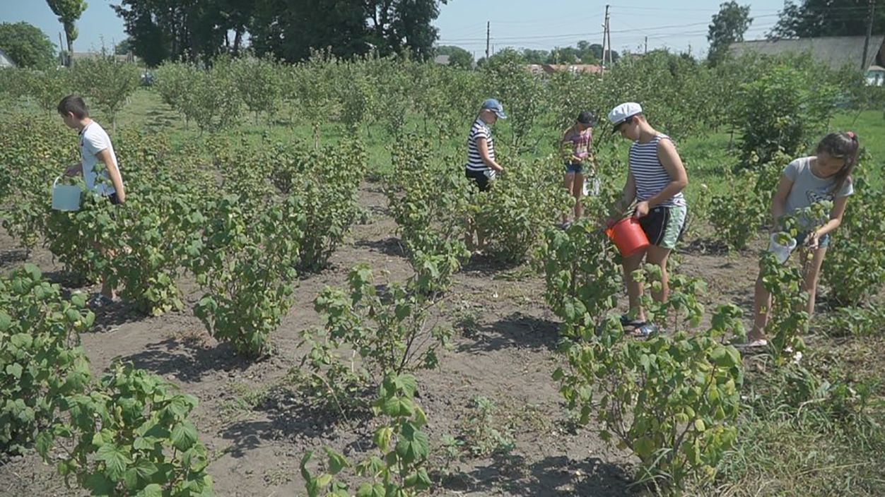 Діти у школах та садочках на Вінниччині заготовляють їжу на зиму Діти у школах та садочках на Вінниччині заготовляють їжу на зиму