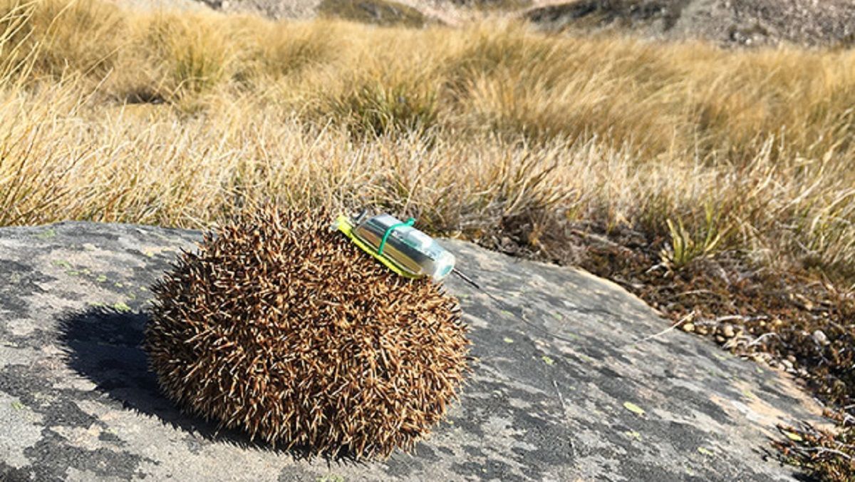 Вчені одягнули на їжаків наплічники з GPS-трекерами: для чого це їм - Новини технологій - Техно Вчені одягнули на їжаків наплічники з GPS-трекерами: для чого це їм - Новини технологій - Техно