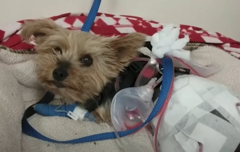 После схватки Мэйси понадобилось лечение После схватки Мэйси понадобилось лечение