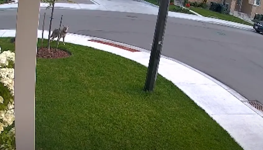 Койот преследовал девочку Койот преследовал девочку