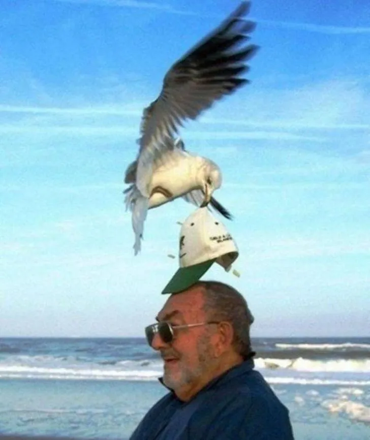 Птица украл кепку у мужчины