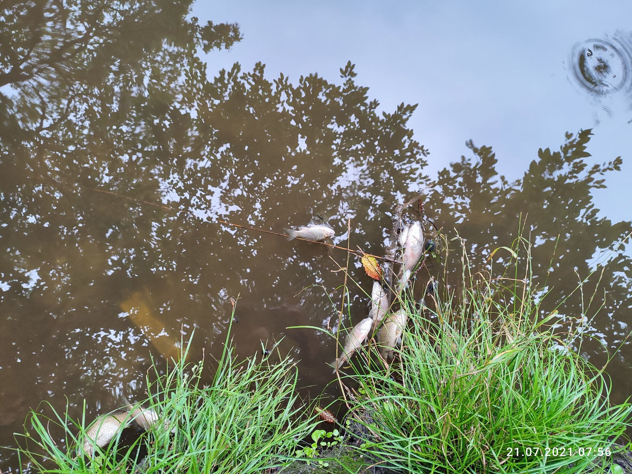 Массовая гибель рыбы и птиц в Голосеево: в прудах обнаружили ртуть Массовая гибель рыбы и птиц в Голосеево: в прудах обнаружили ртуть