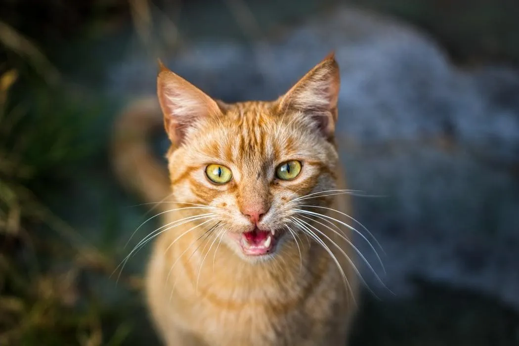 Коты мяукают, чтобы привлечь внимание людей Коты мяукают, чтобы привлечь внимание людей