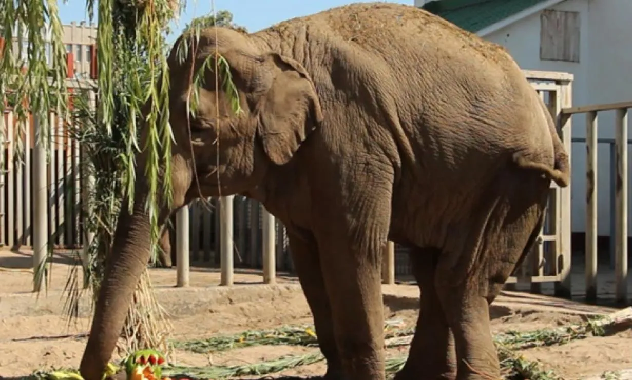 Померла Харківська слониха Тенді Померла Харківська слониха Тенді
