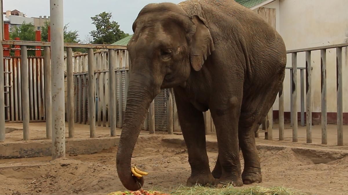 Умерла слониха Тэнди из Харьковского зоопарка: видео