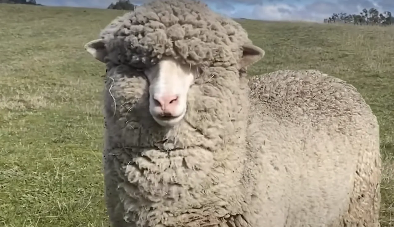 Теперь овечка живет на ферме