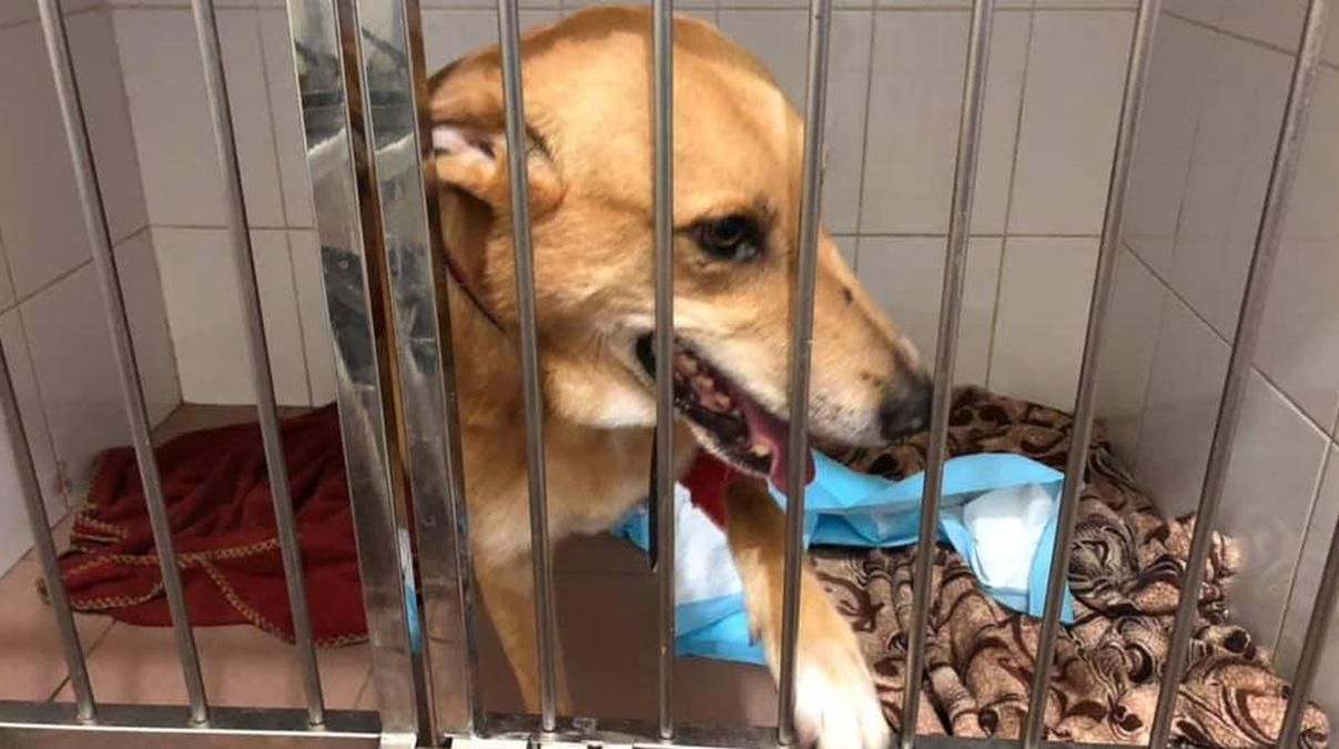 На Троєщині у Києві невідомий стріляв з гвинтівки по собаці На Троєщині у Києві невідомий стріляв з гвинтівки по собаці