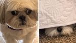 Собака злякався монстра під ліжком: кумедне відео, що зібрало мільйони переглядів
