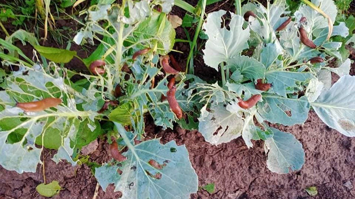 Львівщину атакують руді слимаки, які лізуть до хати Львівщину атакують руді слимаки, які лізуть до хати