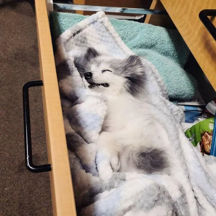 пес пес