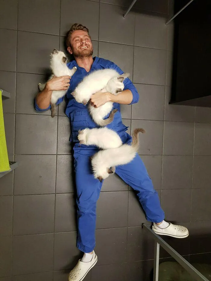 коты коты