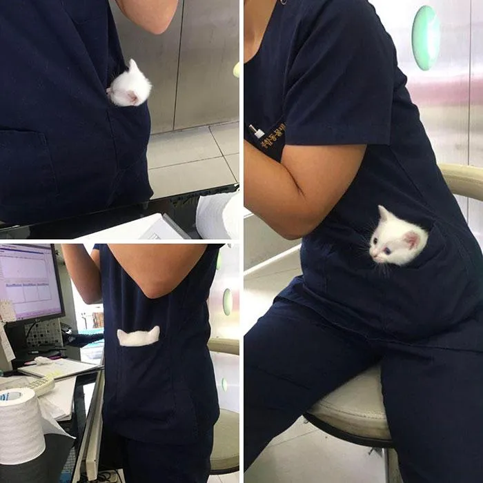 кот кот