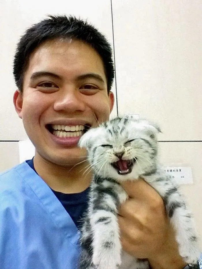 кот кот