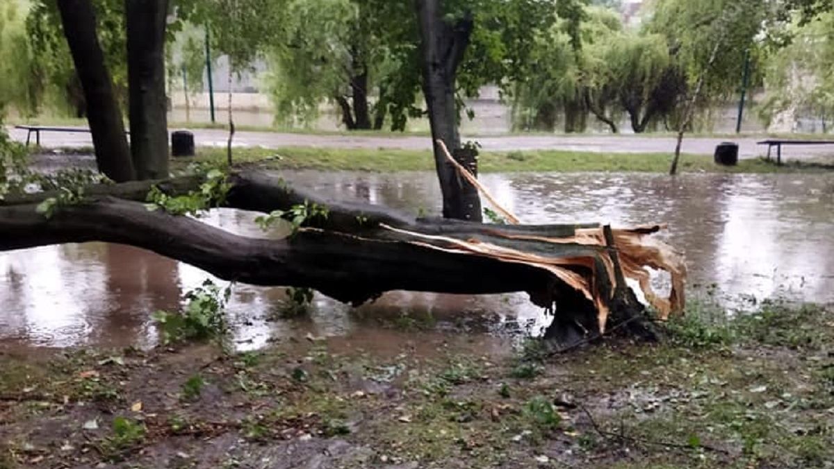 Буревій пройшов через Чернівці: повалені дерева і потоп - фото, відео