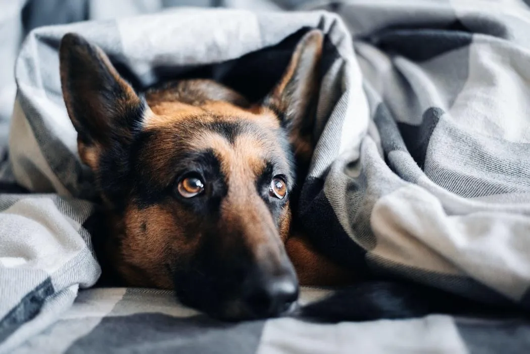 Сон с собакой снижает уровень стресса