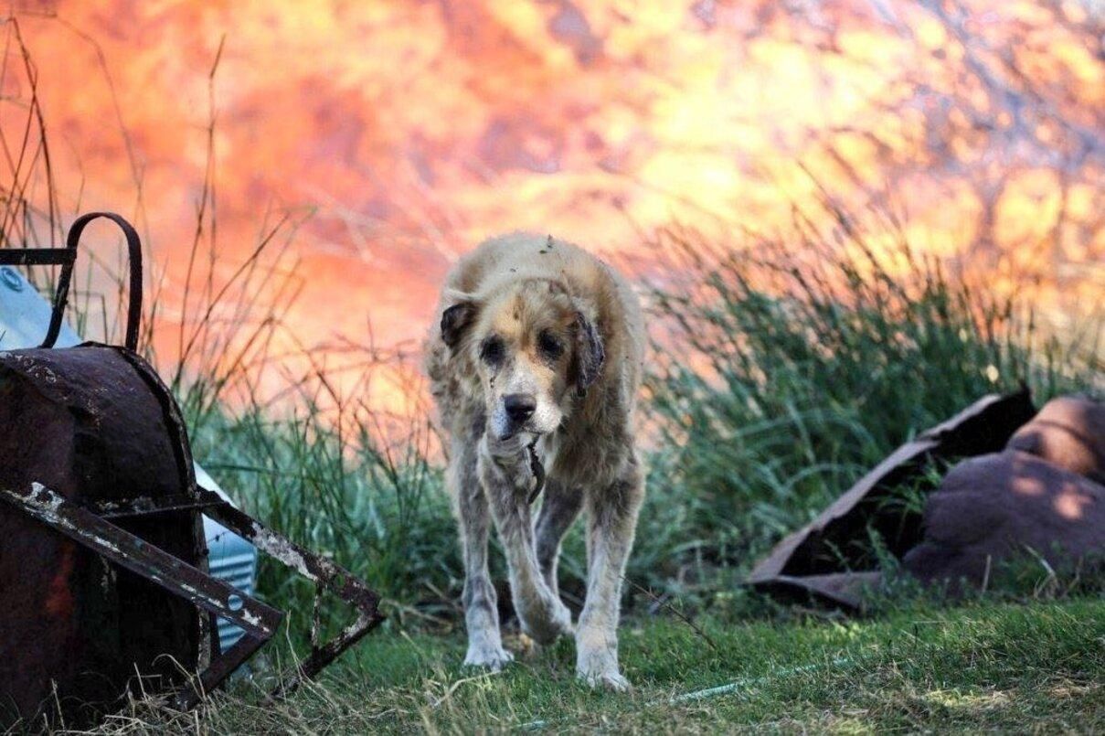 Пожар в Турции от огня страдают и гибнут животные – фото