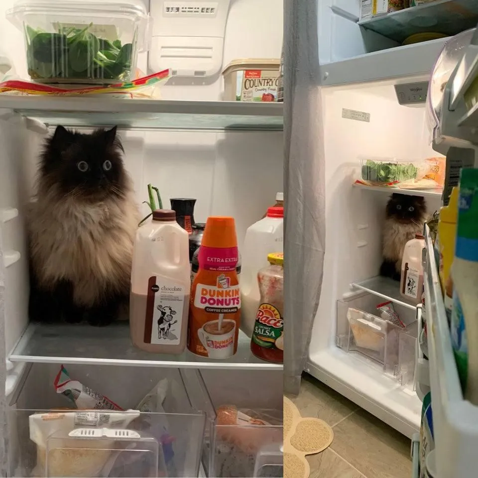 С этим котиком произошел экзистенциальный кризис прямо в холодильнике