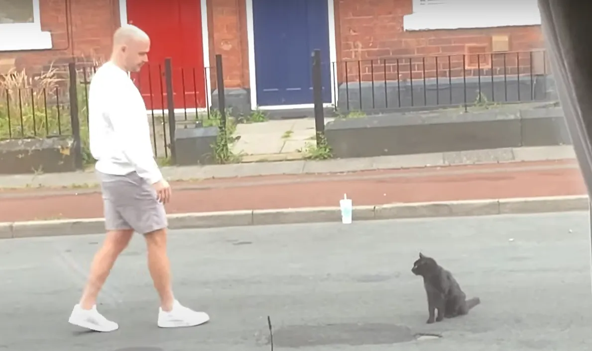 Водитель уговаривал кота отойти Водитель уговаривал кота отойти