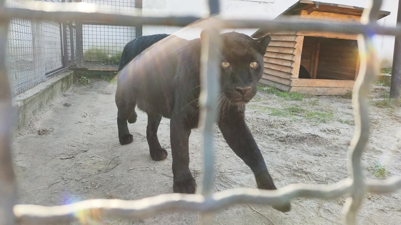 Прооперировали мужчину, пострадавшего от нападения пантеры под Полтавой Прооперировали мужчину, пострадавшего от нападения пантеры под Полтавой