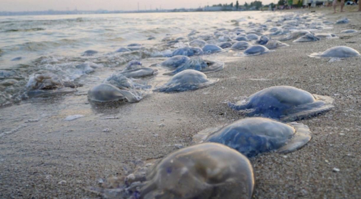Коли медузи зникнуть з Азовського моря: думка науковця