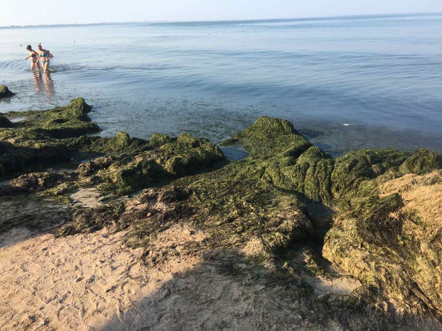 Пляжи Бердянска завалило тоннами водорослей - фото, видео