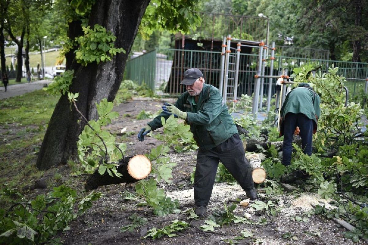 Дерево убило пару в Стрыйском парке: в мэрии Львова назвали причину