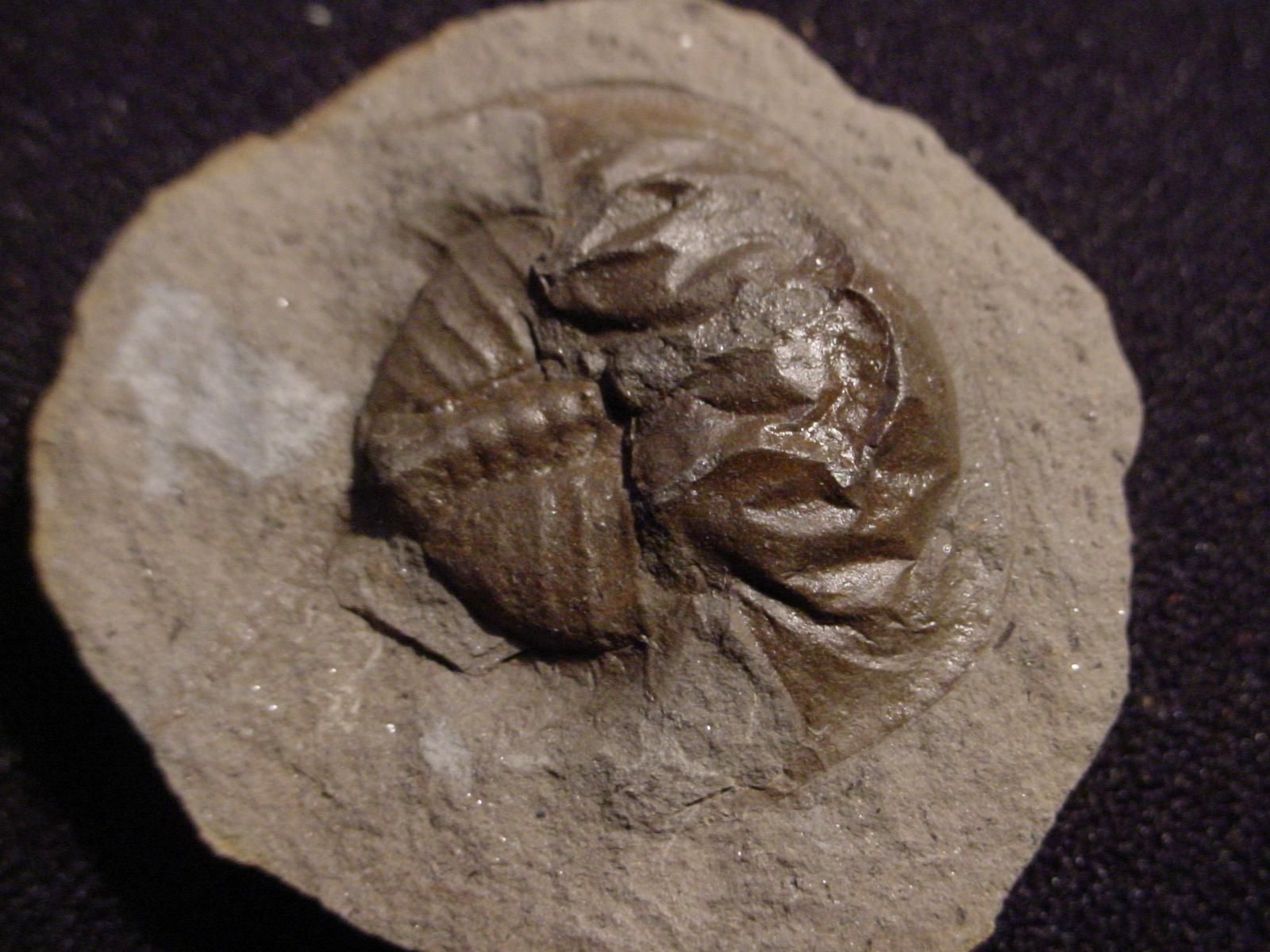 Живі викопні: вчені знайшли прадавній мозок Живі викопні: вчені знайшли прадавній мозок