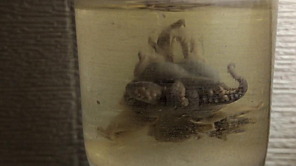 На раскопках в центре Одессы нашли осьминога в банке: фото