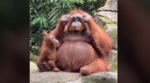 Самка орангутана примерила очки посетительницы зоопарка и эпично их вернула: смешное видео