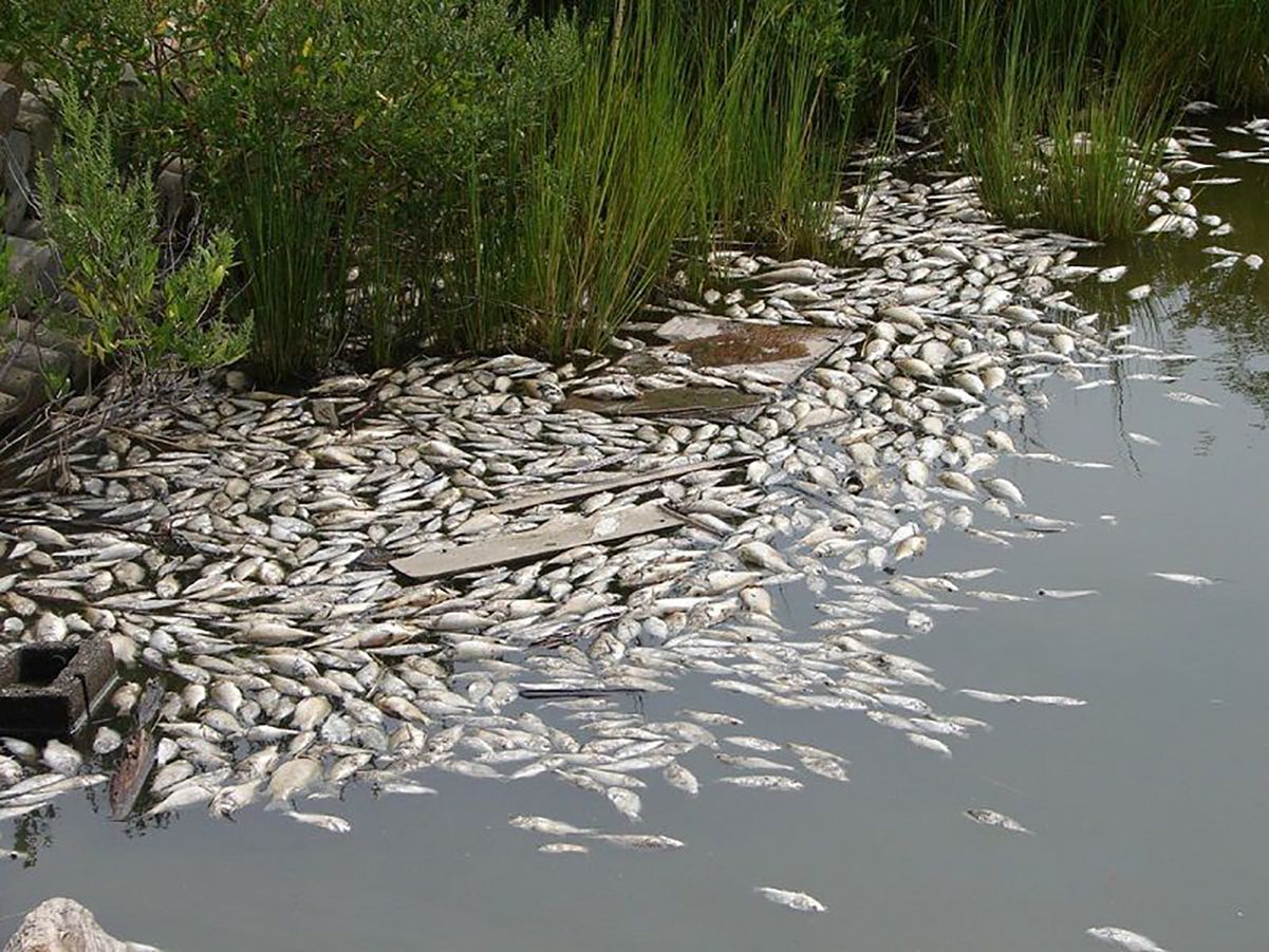 Еколог назвала причини масового мору риби в Дніпрі