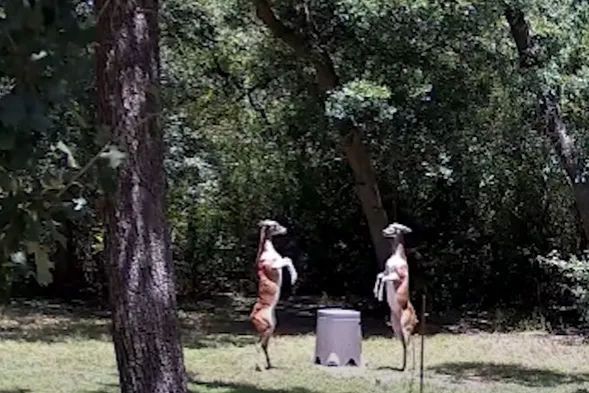 Тварини побилися за їжу Тварини побилися за їжу