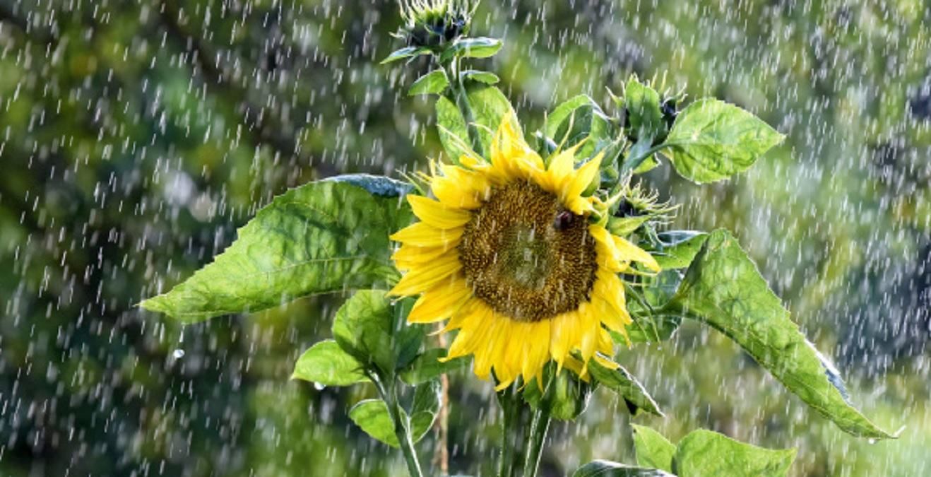 Погода на 4 серпня 2021 в Україні: що прогнозують синоптики Погода на 4 серпня 2021 в Україні: що прогнозують синоптики