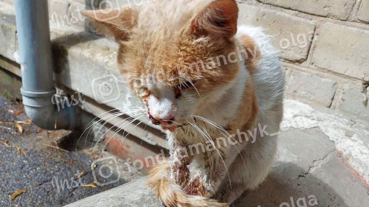У Дніпрі жорстко побили кота Рижика: які травми – фото