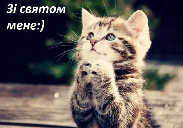 Міжнародний день котів 2021 приколи Міжнародний день котів 2021 приколи