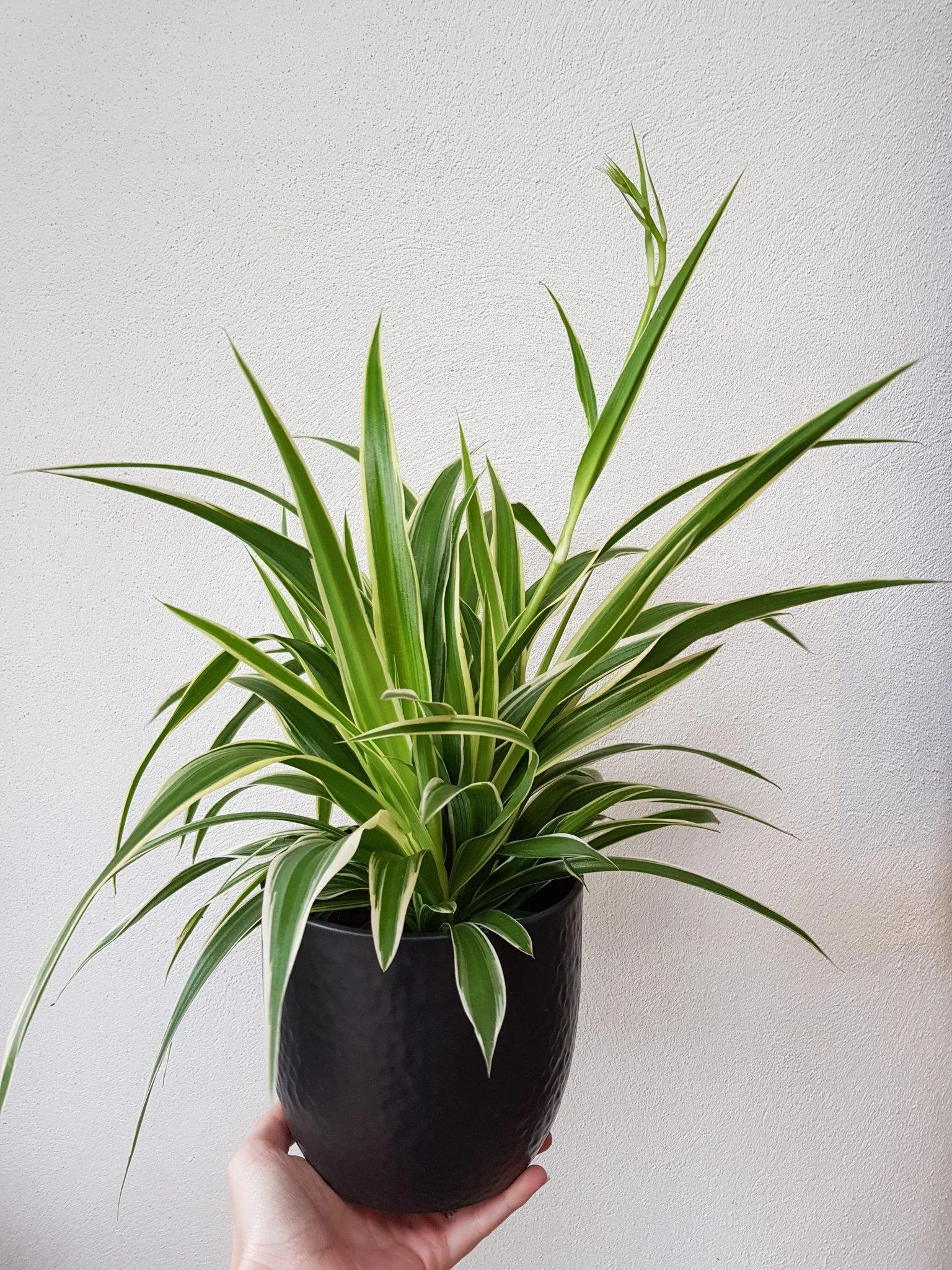 10 кімнатних рослин, які не потребують особливого догляду 10 кімнатних рослин, які не потребують особливого догляду