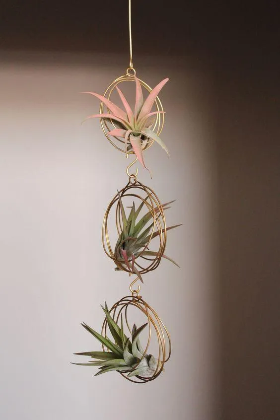 10 кімнатних рослин, які не потребують особливого догляду 10 кімнатних рослин, які не потребують особливого догляду