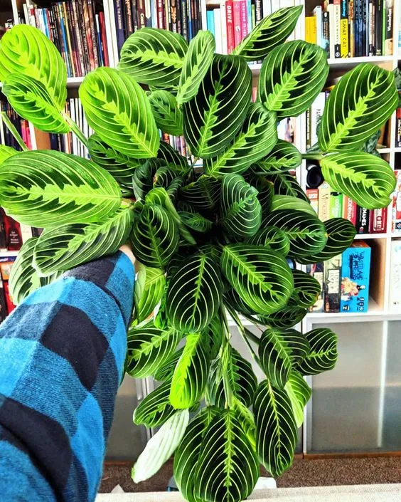 10 кімнатних рослин, які не потребують особливого догляду 10 кімнатних рослин, які не потребують особливого догляду