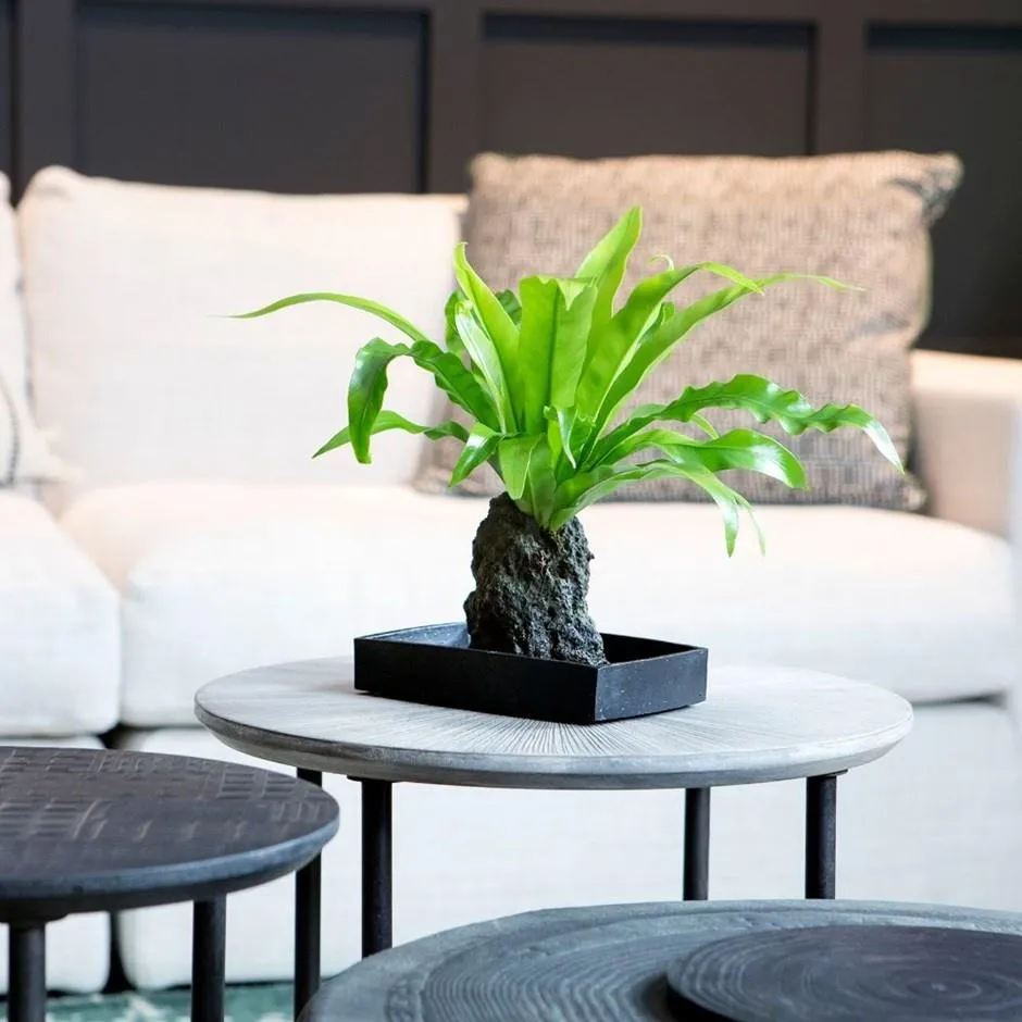 10 кімнатних рослин, які не потребують особливого догляду 10 кімнатних рослин, які не потребують особливого догляду