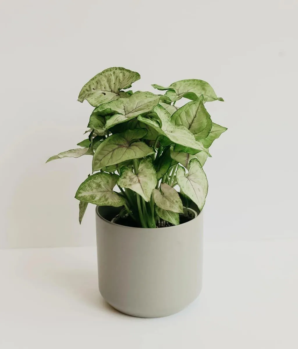 10 кімнатних рослин, які не потребують особливого догляду 10 кімнатних рослин, які не потребують особливого догляду