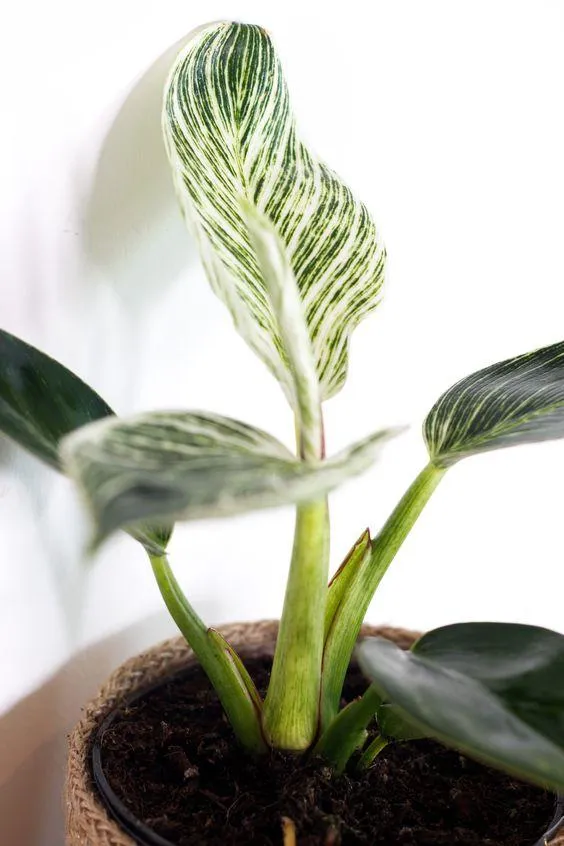 10 кімнатних рослин, які не потребують особливого догляду 